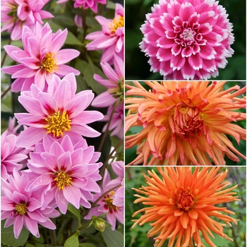 Dahlia 'Multiple Varieties' (015736)