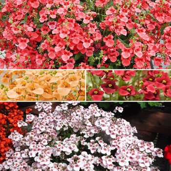 Diascia 'Multiple Varieties' (015744)