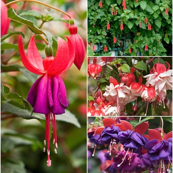 Fuchsia '' (015745)