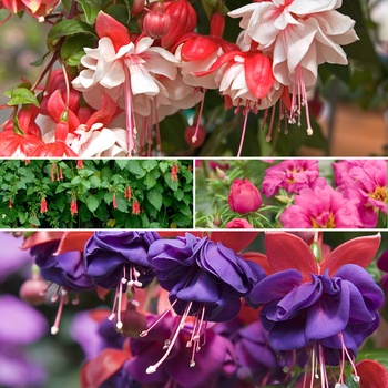 Fuchsia '' (015747)