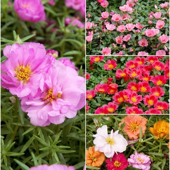 Portulaca 'Multiple Varieties' (015761)