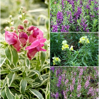 Antirrhinum majus '' (015777)