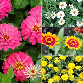 Zinnia '' (015870)