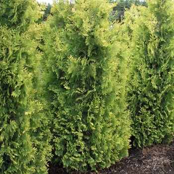 Thuja occidentalis 'Yellow Ribbon' (015896)