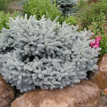 Picea pungens 'Globosa Nana' (015959)