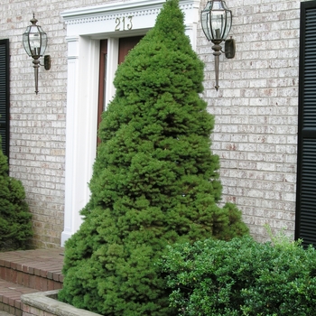 Picea glauca 'Conica' (015977)