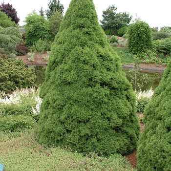 Picea glauca 'Conica' (015978)