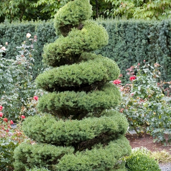 Picea glauca 'Conica' (015979)