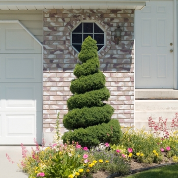 Picea glauca 'Conica' (015980)