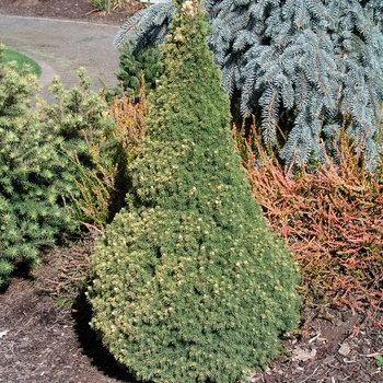 Picea glauca 'Rainbow's End®' (015983)