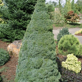 Picea glauca var. albertiana 'Sander's Blue' (015986)