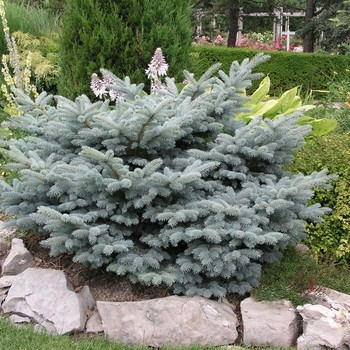 Picea pungens 'Glauca Globosa' (016038)