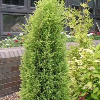 Juniperus communis 'Gold Cone' (016068)