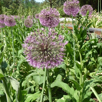 Allium giganteum 'Gladiator' (016108)