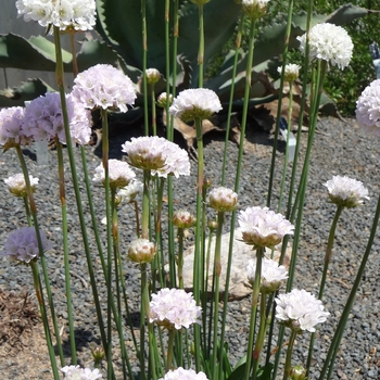 Armeria cinerea '' (016111)