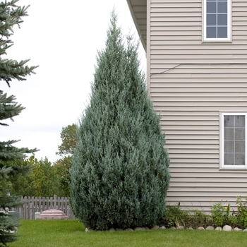 Juniperus scopulorum 'Wichita Blue' (016149)