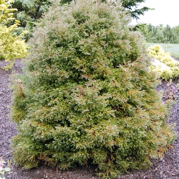 Chamaecyparis thyoides 'Heatherbun' (016155)