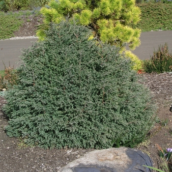 Chamaecyparis thyoides 'Heatherbun' (016156)