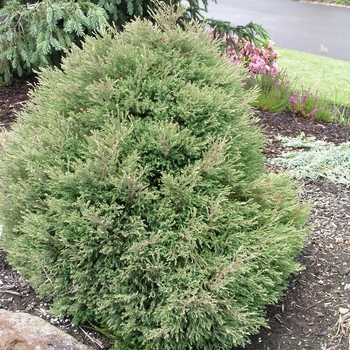 Chamaecyparis thyoides 'Heatherbun' (016157)