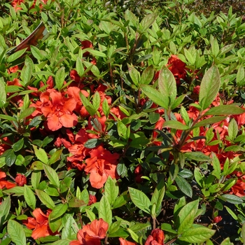 Rhododendron Encore® 'Autumn Embers™' (016165)