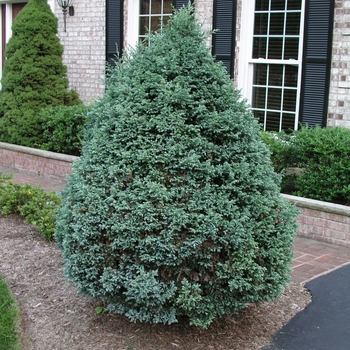 Chamaecyparis pisifera 'Boulevard' (016272)