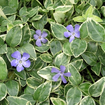 Vinca minor 'Variegata' (016297)