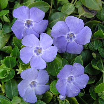 Vinca minor 'Bowles' (016301)