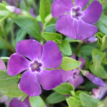 Vinca minor 'Atropurpurea' (016302)