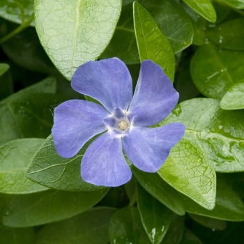 Vinca major '' (016307)