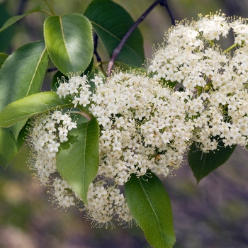 Viburnum lentago '' (016319)