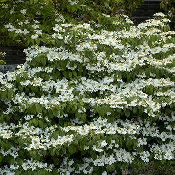 Viburnum plicatum f. tomentosum 'Summer Snowflake' (016333)