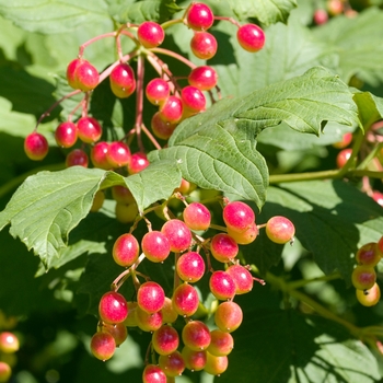 Viburnum trilobum 'Wentworth' (016335)