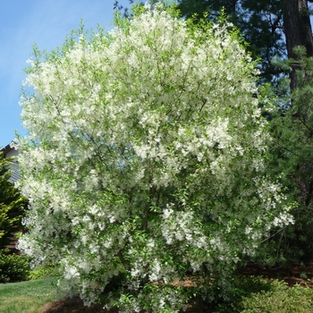 Chionanthus virginicus '' (016355)