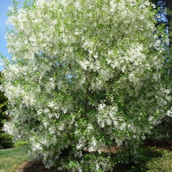 Chionanthus virginicus '' (016356)