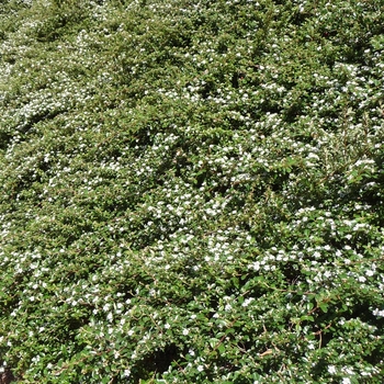 Cotoneaster horizontalis '' (016358)