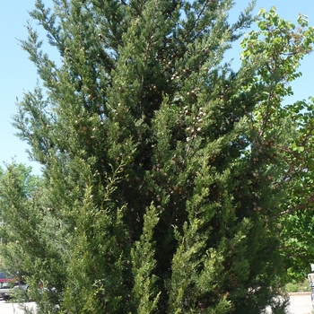 Cupressus sempervirens '' (016361)