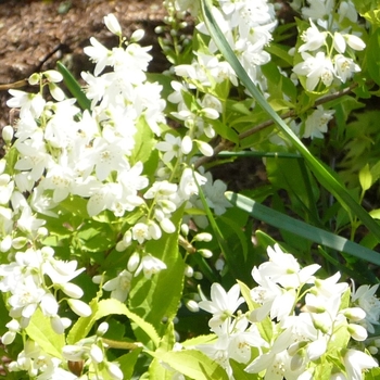 Deutzia gracilis 'Chardonnay Pearls®' (016363)