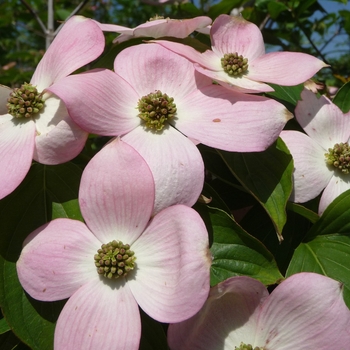 Cornus 'Stellar Pink®' (016364)