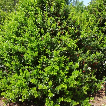 Ilex cornuta 'Burfordii Nana' (016377)