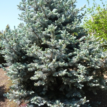 Picea pungens 'Hoopsii' (016392)