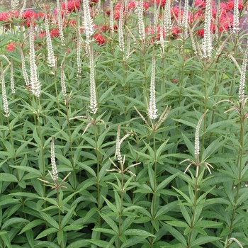 Veronicastrum virginicum 'Album' (016398)