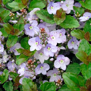 Veronica 'Waterperry Blue' (016400)