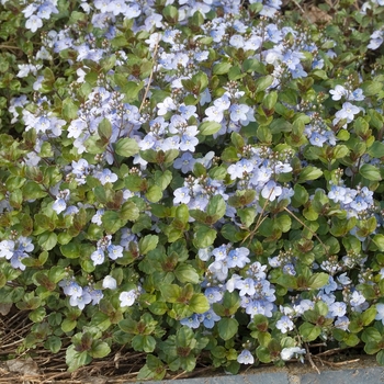 Veronica 'Waterperry Blue' (016403)