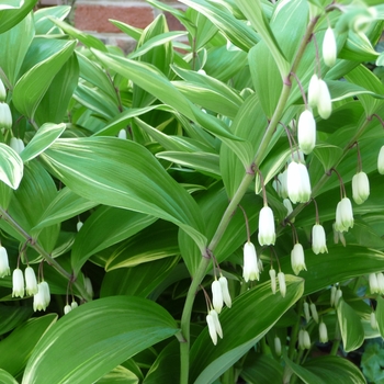 Polygonatum odoratum var. pluriflorum 'Variegatum' (016409)