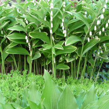 Polygonatum odoratum var. pluriflorum 'Variegatum' (016411)