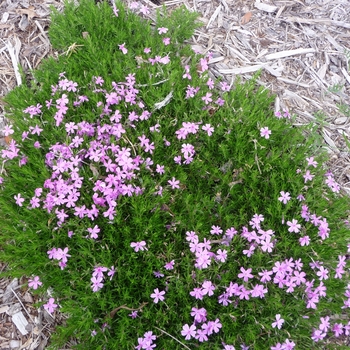 Phlox subulata 'Emerald Pink' (016414)