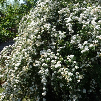 Spiraea crenata '' (016422)