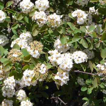 Spiraea prunifolia '' (016427)