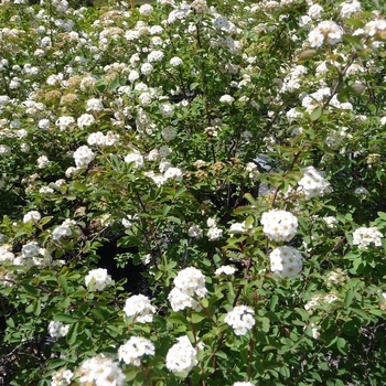 Spiraea prunifolia '' (016429)