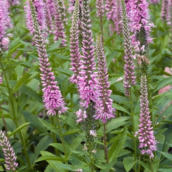 Veronica spicata 'Baby Doll' (016431)